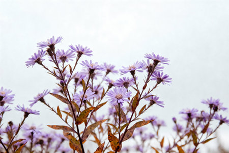 Purple aster flowers on a white background. Close-up.の素材