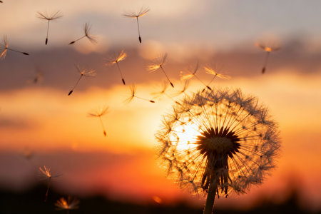 Dandelion seeds blowing in the wind at sunset or sunrise.の素材
