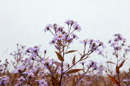 purple flowers in the field on a background of the autumn landscapeの素材