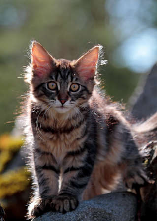Norwegian forest cat kitten sitting on a stoneの写真素材