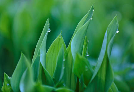 Leafs of lily of the valley with morning dew