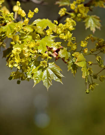 Maple tree blooming in springtimeの写真素材