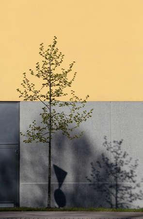Young linden tree growing in urban environment