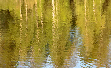 Trees reflecting on waterの写真素材