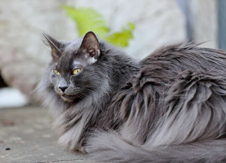 Blue Norwegian forest cat female spending time in garden