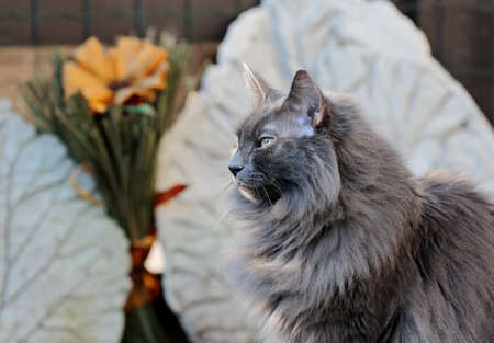 Norwegian forest cat female sitting sidewaysの写真素材