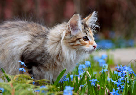 Beautiful Norwegian forest cat kitten with blue flowersの写真素材