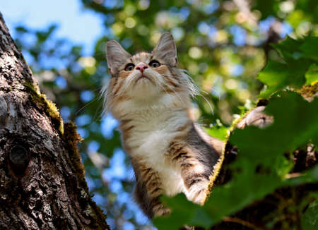 Norwegian forest cat kitten is on treeの写真素材