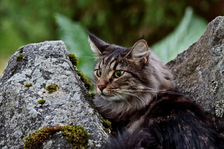 Norwegian forest cat male in garden between grey stonesの写真素材