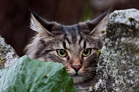 Norwegian forest cat male hidingの写真素材