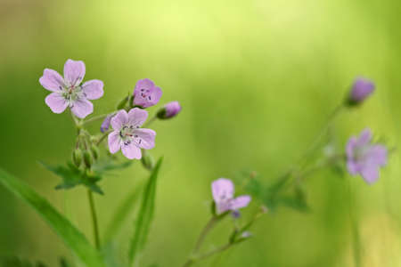 Wood cranesbill blooming deep in forestの写真素材