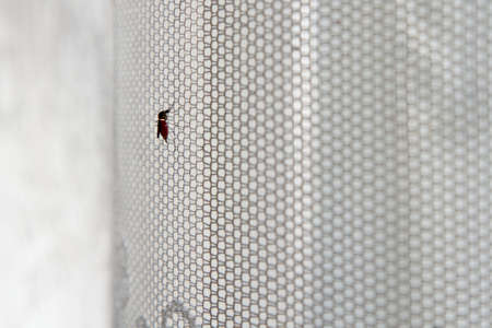 Mosquito trying to get out. It's full of blood!の写真素材