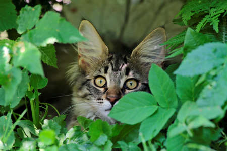 Norwegian forest cat female kitten hiding in plants