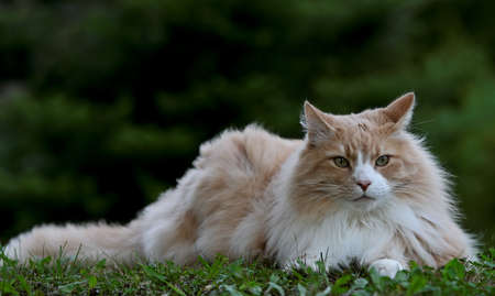 Norwegian forest cat male resting in shadows on a hot dayの写真素材