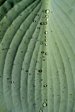 A row of clear water drops on a hosta plant leafの写真素材