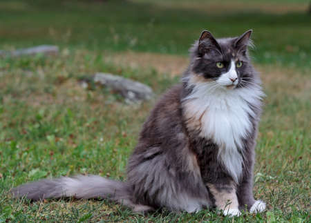Norwegian forest cat female sitting outdoors on a summerdayの写真素材
