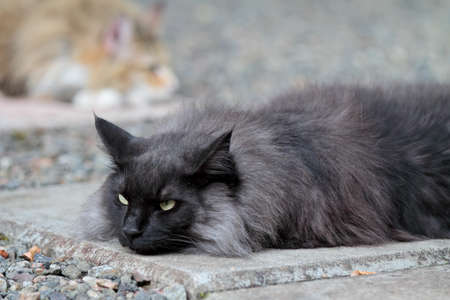 Black smoke norwegian forest cat male resting on pavementの写真素材