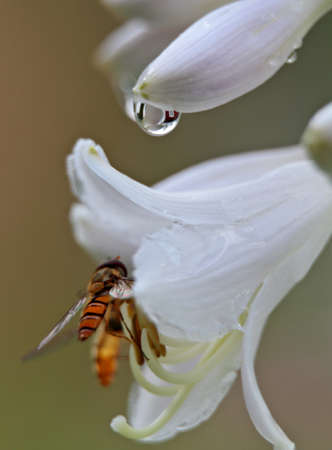 Hover fly searching food from a hosta flower
