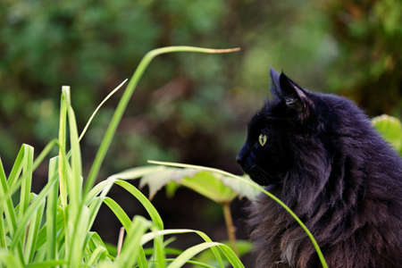 Black Norwegian forest cat female sitting among plantation in gardenの写真素材