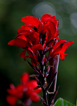 Beautiful canna plant blooming with bright red flowersの写真素材