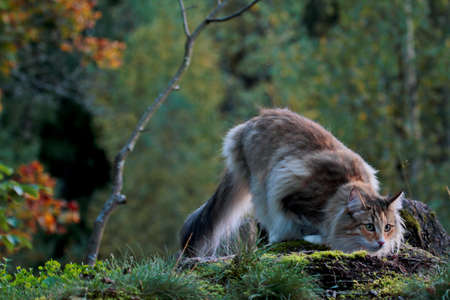 Young and a bit shy norwegian forest cat trying to find out what is in front of her