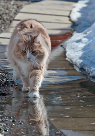 Norwegian forest cat male walking along a pavement in springtimeの写真素材