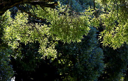 Green foliage of a willow tree in backlight