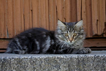 Norwegian forest cat with brown door on the backgroundの写真素材