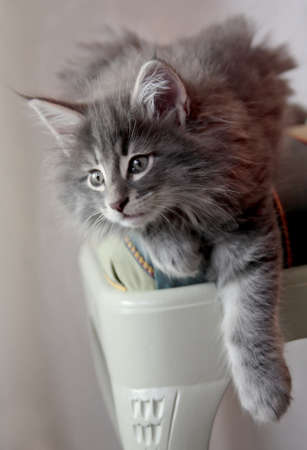 Norwegian forest cat kitten on a chair. He is resting with his left paw hanging over the edgeの写真素材