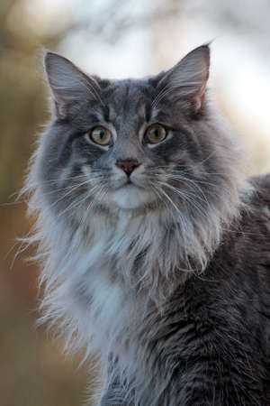 Big and furious norwegian forest cat staringの写真素材