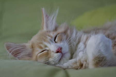 Sleepy norwegian forest cat kitten on a pillowの写真素材