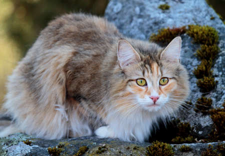 Norwegian forest cat female lurking on a stoneの写真素材