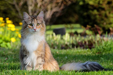 Norwegian forest cat female with bushes and yellow flowers on her backgroundの写真素材