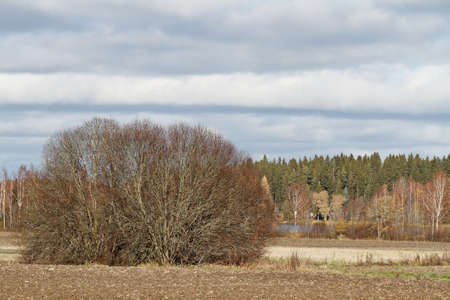 Willow bush between ploughed fields in finnish countrysideの写真素材