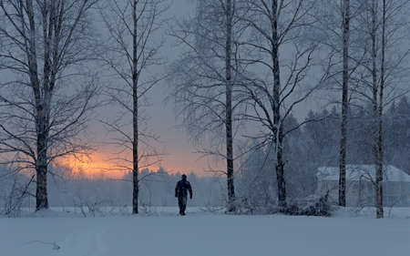 Man walking in the snowfall in the field between birch treesの写真素材