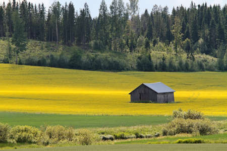 A yellow agricultural field of rapeseed and an old barn on a sunny dayの写真素材