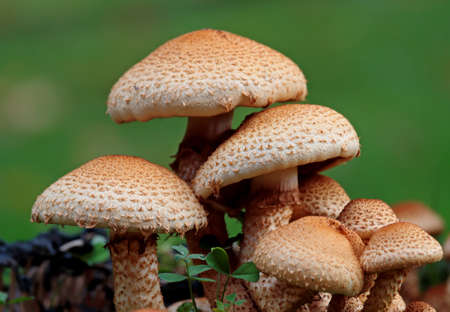 A group of light brown mushroomsの写真素材