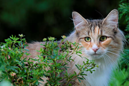 Beautiful norwegian forest cat female standing behind a small bushの写真素材