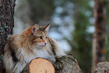 Beautiful long haired norwegian forest cat on a log in forestの写真素材