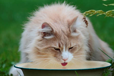 Norwegian forest cat male drinking water from a bowlの写真素材