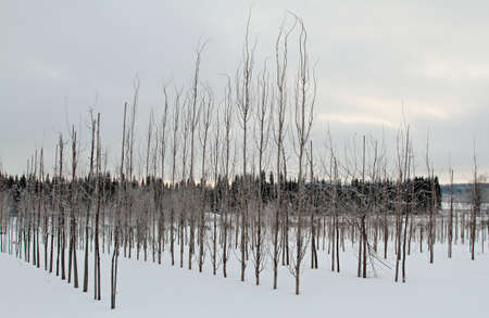 Rows of recently planted saplings on a winter dayの写真素材