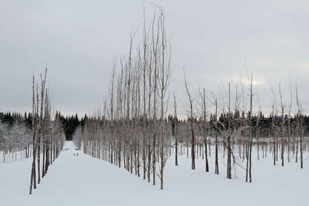Rows of recently planted saplings on a winter dayの写真素材