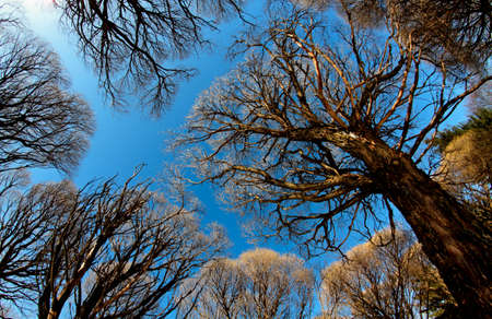 Bare tree tops against the blue clear spring skyの写真素材