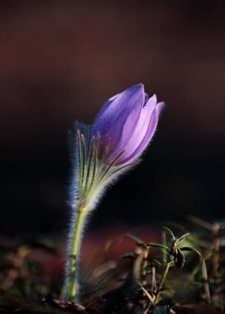 Rare protected and beautiful pulsatilla patens blooming deep in finnish forest