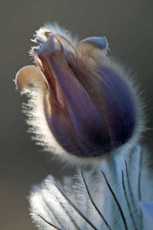 Rare protected and beautiful pulsatilla patens blooming in finnish forest is over. Flower has gone...