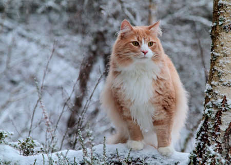 Norwegian forest cat male in white snowy forestの写真素材