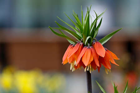 Beautiful lily Fritillaria imperialis blooming with red flowers in gardenの写真素材
