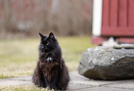 A black norwegian forest cat resting on a concrete pavement on an early spring dayの写真素材