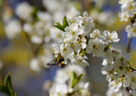 A hawk moth flying in beautiful cherry flowers in spring