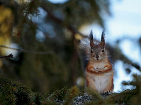 A squirrel standing on a spruce branch looking at the photographer